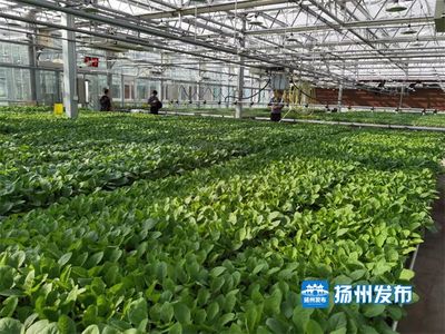 【鄉村振興·視頻】高科技賦能蔬菜種植,工廠化一年育出500萬株“致富苗”