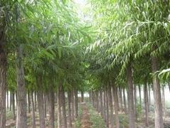 【薦】優質林木種植--靈川林木種植圖片|【薦】優質林木種植--靈川林木種植產品圖片由桂林江泰投資公司生產提供-
