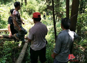 龍山縣人民政府 內溪鄉(xiāng)迅速處理一起偷伐林木事件
