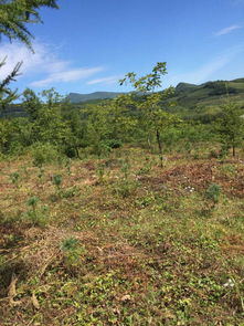 本溪市桓仁滿族自治縣普樂堡鎮(zhèn)大青溝村2林班15 1小班林木資產 27 1小班林木資產
