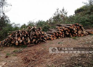 國(guó)際奧委會(huì)終身教練獎(jiǎng)候選公示 郎平劉國(guó)梁入圍