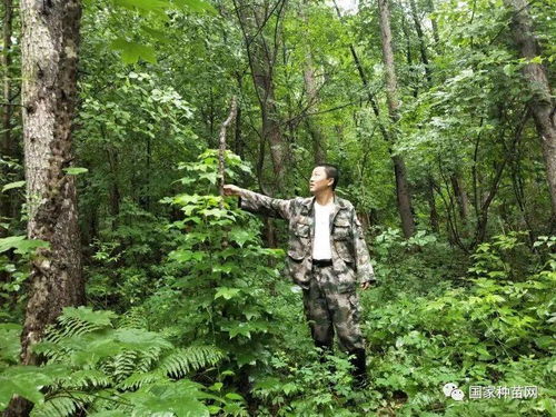 紅石林業(yè)局國(guó)家林木良種基地珍稀樹(shù)種調(diào)查又有新突破