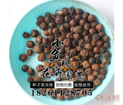 【枸骨種子價(jià)格廠家直銷綠化林木枸骨種子量大優(yōu)惠歡迎選購(gòu)】沭陽(yáng)縣扎下鎮(zhèn)小魚兒花卉園藝場(chǎng) - 產(chǎn)品庫(kù)