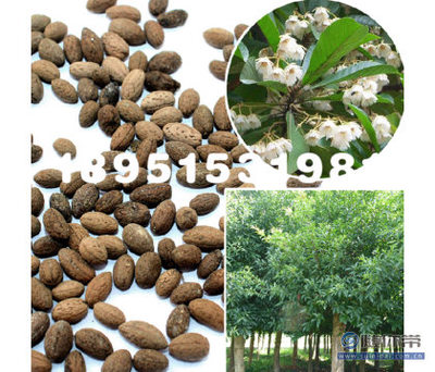 【大葉杜英林木種子花木樹種工程綠化苗木種子庭院種植基地直銷】沭陽(yáng)縣瑞智花卉苗木園藝場(chǎng) - 產(chǎn)品庫(kù)