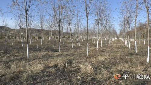 平川區(qū)多措并舉做好冬季林木管護(hù)工作