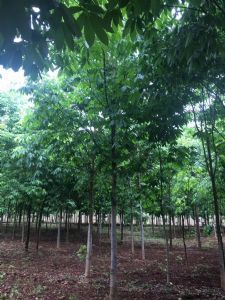西峽縣七葉樹林木種植行