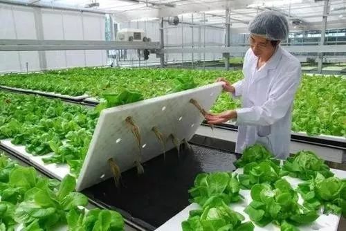 植物工廠 90 不盈利,但產品符合消費趨勢,未來價值可期