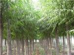 有品質的林木種植推薦:靈川林木種植-桂林江泰投資提供有品質的林木種植推薦:靈川林木種植的相關介紹、產品、服務、圖片、價格房地產開發、土地、園林綠化、林木種植、房地產投資、房屋、