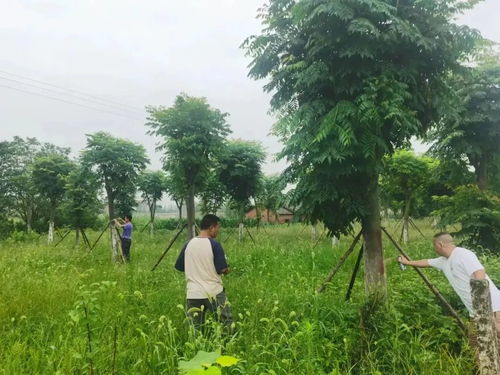 長(zhǎng)江河道管理局公安分局 林木普查 全力以赴