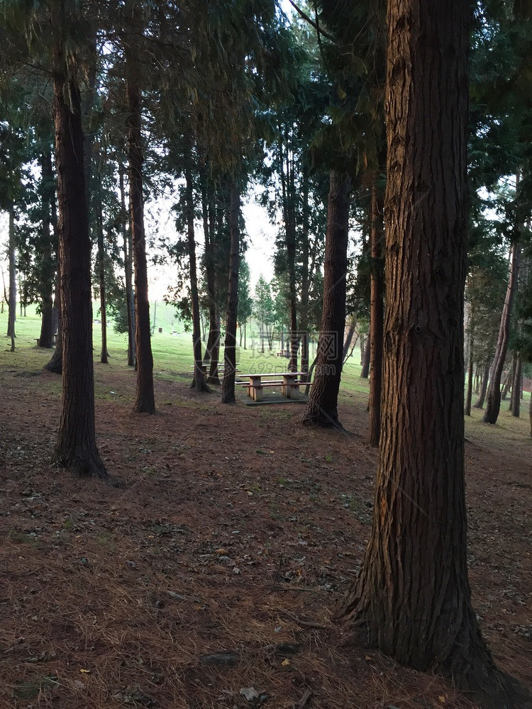 林木中的樹(shù)