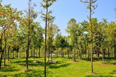 藍天陽光草坪