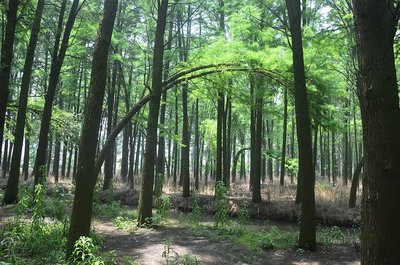 進去之后就被震撼了,當天很熱,但在林子里面真是涼快… 林木都是水杉和池杉,據說是80年代.