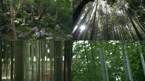 森林樹木拍攝小妙招,凌晨兩點(diǎn)視頻素材網(wǎng),林木視頻素材拍攝